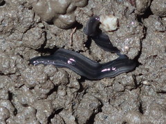 Endeavouria septemlineata