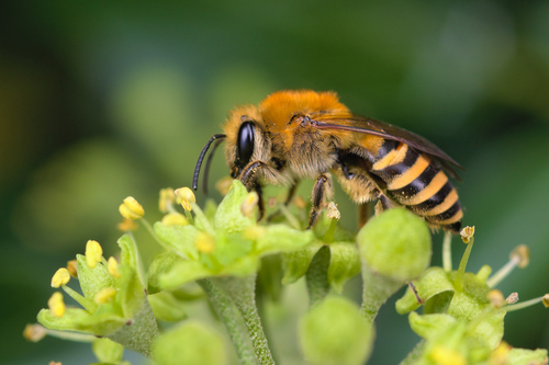 Ivy Cellophane Bee