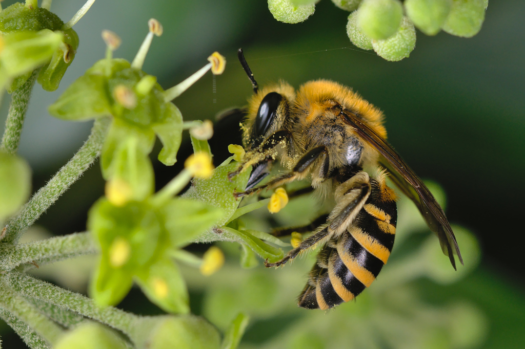 Ivy Bee