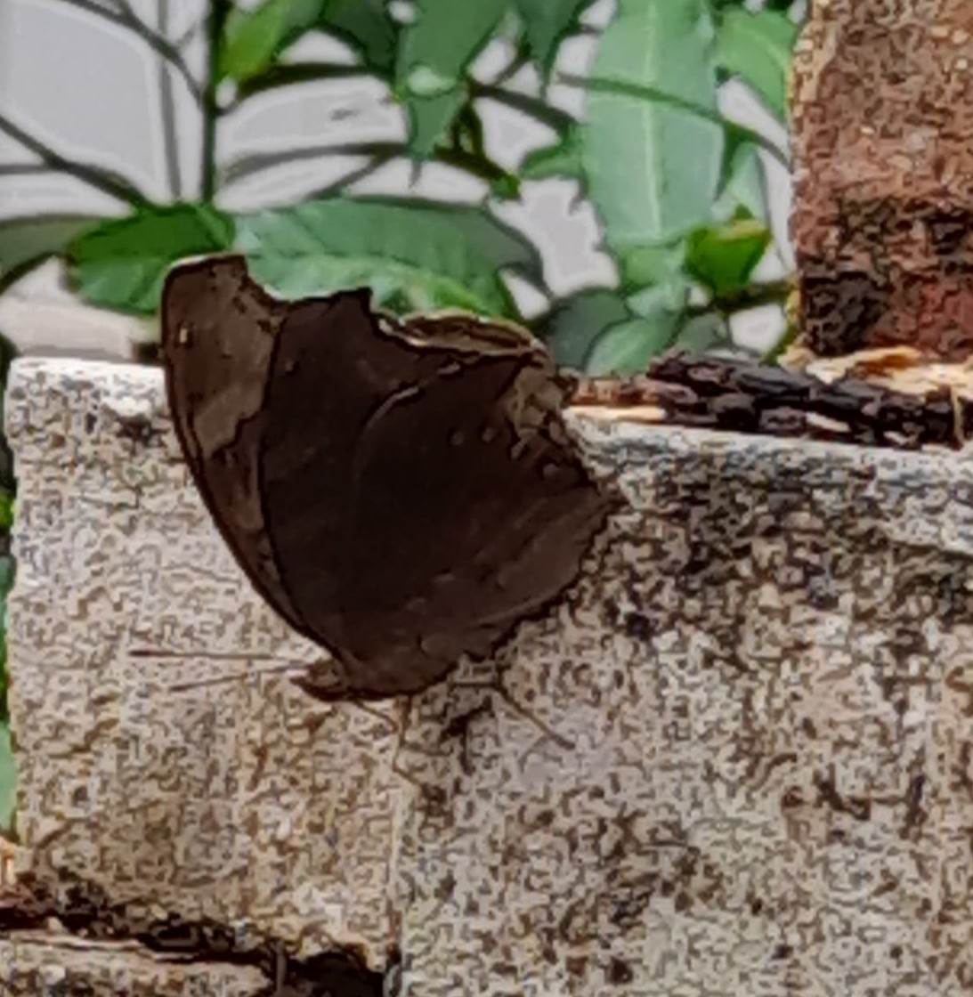 Chocolate Pansy