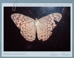 Hamadryas amphichloe