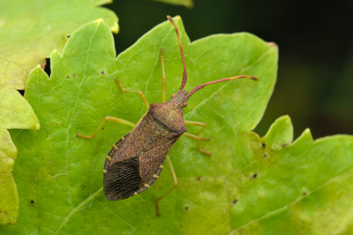 Box Bug photo 3