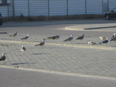 Larus fuscus graellsii