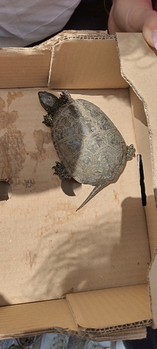 European Pond Turtle