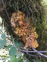 Phlebia rufa