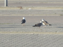 Larus fuscus graellsii
