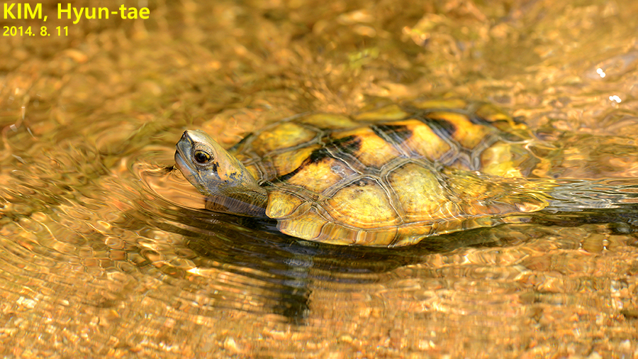 Japanese Pond Turtle
