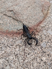 Mastigoproctus giganteus