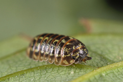 Armadillidium pictum