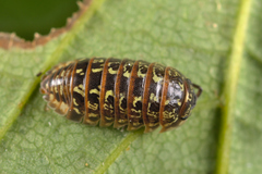 Armadillidium pictum