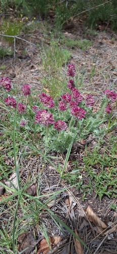 Anthyllis montana (Anthyllis montana)