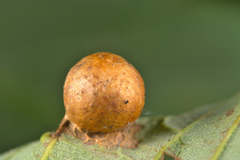 Pediaspis aceris