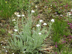 Achillea clypeolata, photograph (c) SteveM4560, some rights reserved (CC BY)