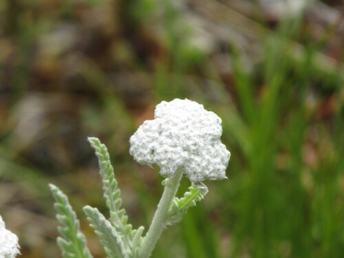 Achillea clypeolata, photograph 5