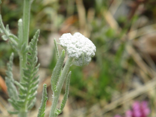 Achillea clypeolata, photograph 6