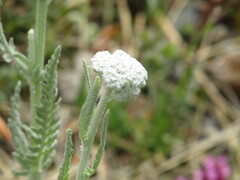Achillea clypeolata, photograph (c) SteveM4560, some rights reserved (CC BY)