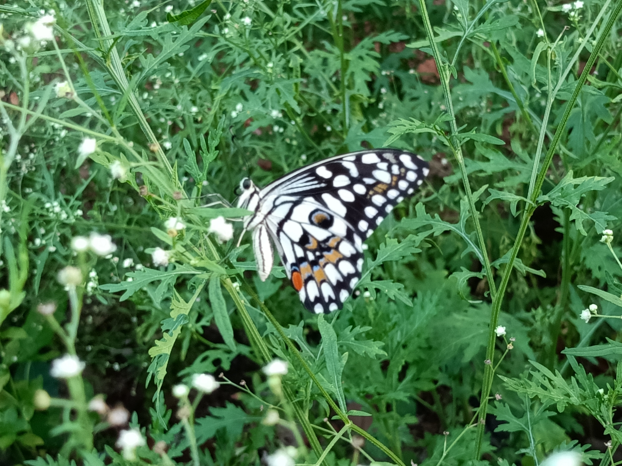 Lime Swallowtail