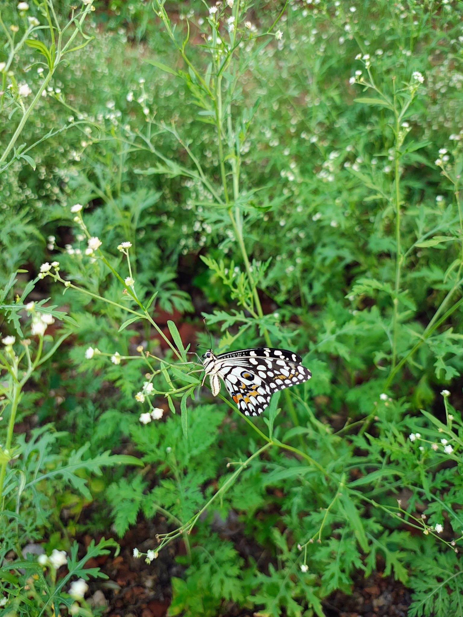 Lime Swallowtail