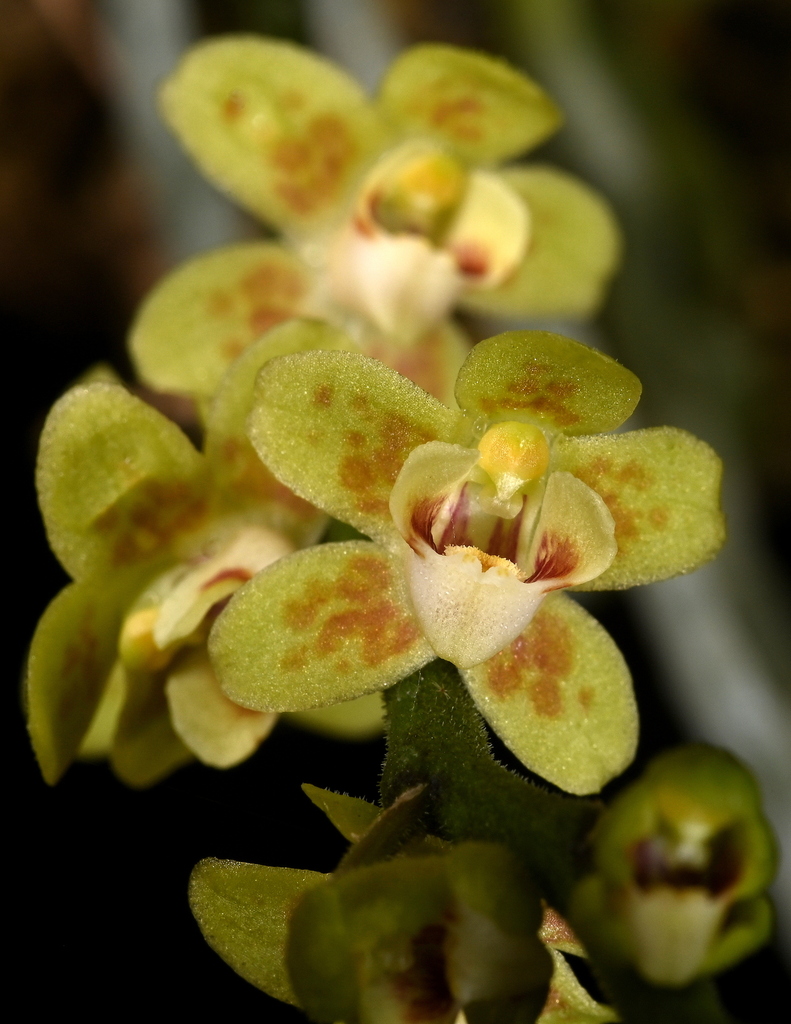 Chiloschista trudelii (Chiloschista trudelii)