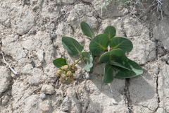 Asclepias cryptoceras