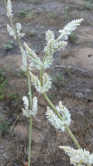 Froelichia drummondii