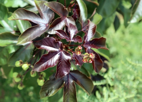 Jatropha elegans (Pohl) Klotzsch