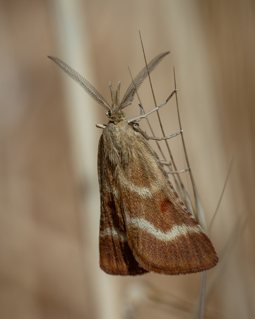 Synaphe uxorialis