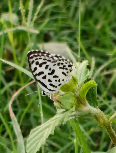 Common Pierrot