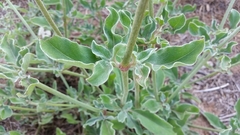 Froelichia drummondii