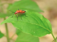Dysdercus cingulatus