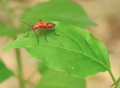 Dysdercus cingulatus