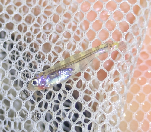 Dwarf tetra (Xenurobrycon macropus) — Characidae
