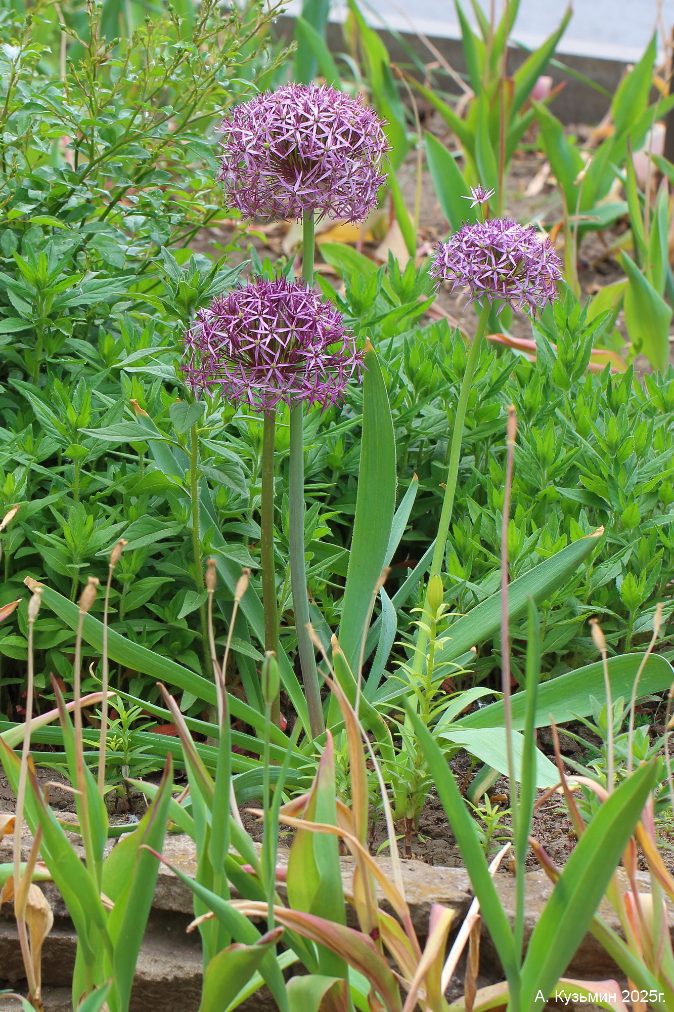 Лук Христофа (Allium cristophii)