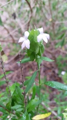 Yeatesia platystegia