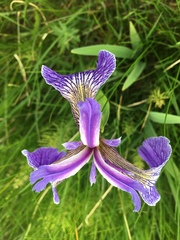 Iris hookeri