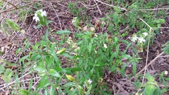 Yeatesia platystegia