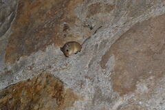 Rufescent Rhagomys photo 1