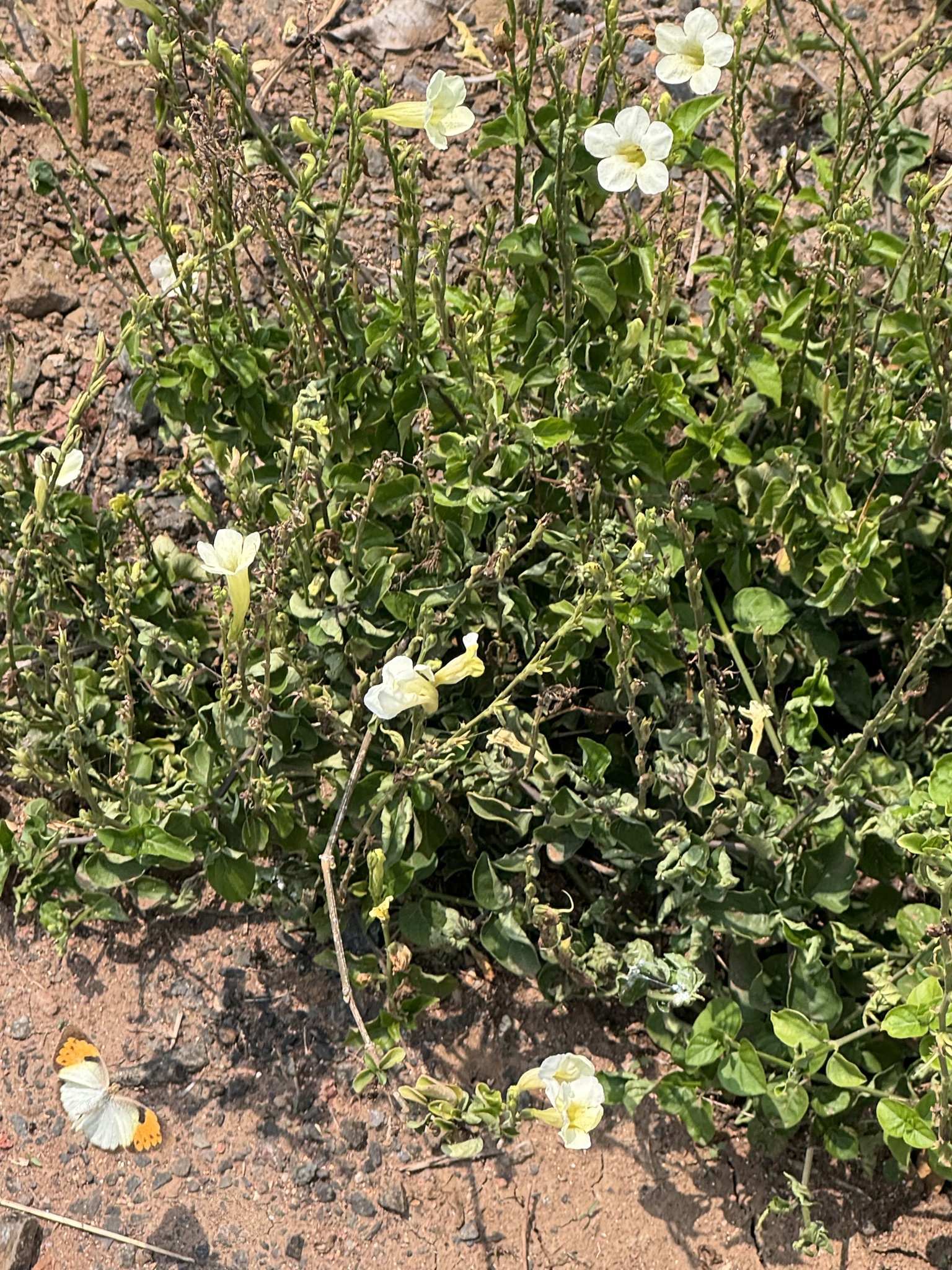 White Orange-Tip