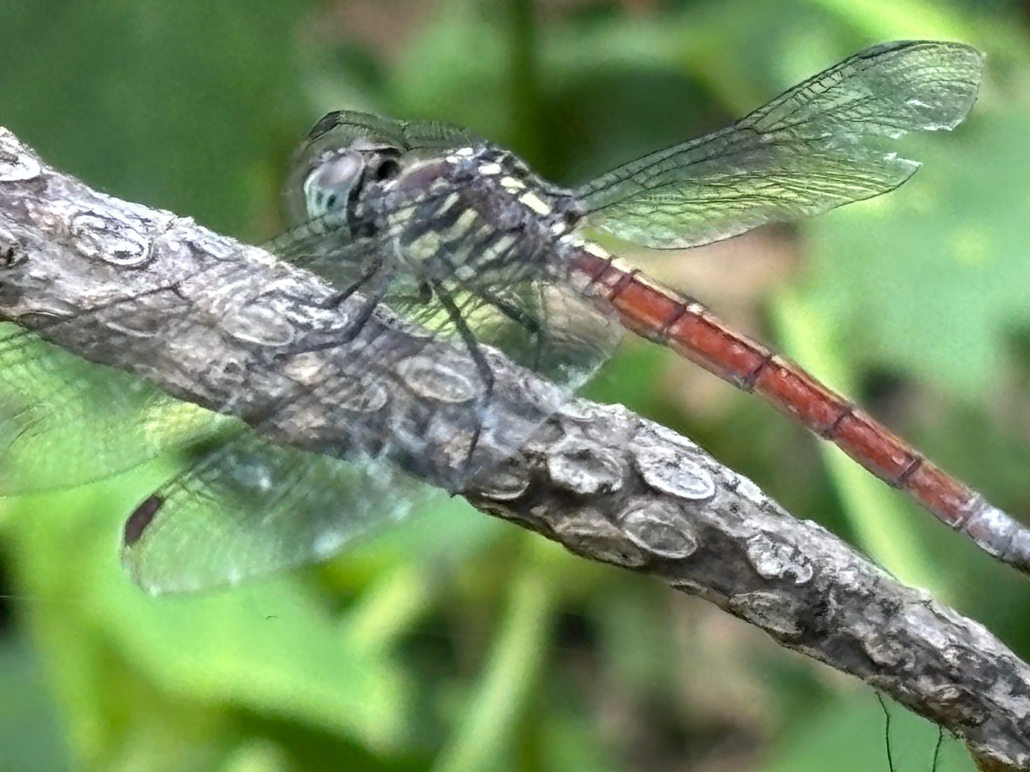 Asiatic Bloodtail