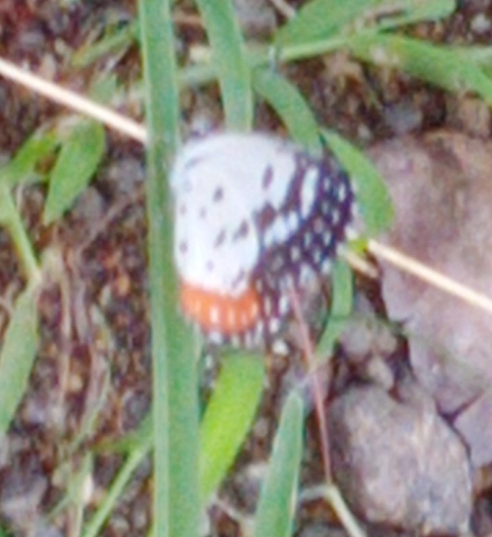 Red Pierrot