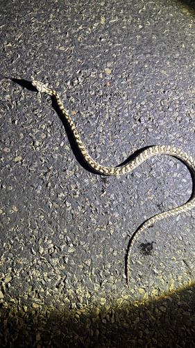 Jungle Carpet Python sighting