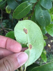 Puccinia coprosmae