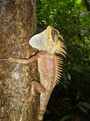 Acanthosaura nataliae