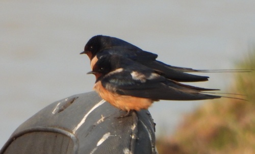 Barn Swallow (Tytler's)