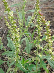 Amaranthus tuberculatus