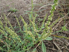 Amaranthus tuberculatus