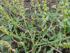 Amaranthus tuberculatus
