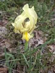 Iris reichenbachii, photograph (c) SteveM4560, some rights reserved (CC BY)