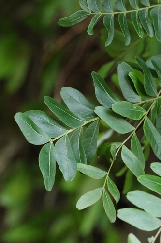 Gleditsia fera observed 2025-05-20