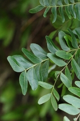 Gleditsia fera